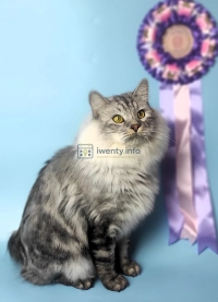 Czworonogi w roli głównej – rasowe koty, psi bohaterowie i inne atrakcje w Galerii Pomorskiej