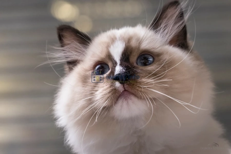 Czworonogi w roli głównej – rasowe koty, psi bohaterowie i inne atrakcje w Galerii Pomorskiej