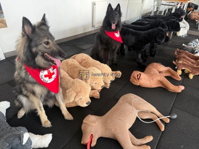 Czworonogi w roli głównej – rasowe koty, psi bohaterowie i inne atrakcje w Galerii Pomorskiej