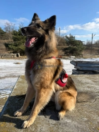 Czworonogi w roli głównej – rasowe koty, psi bohaterowie i inne atrakcje w Galerii Pomorskiej