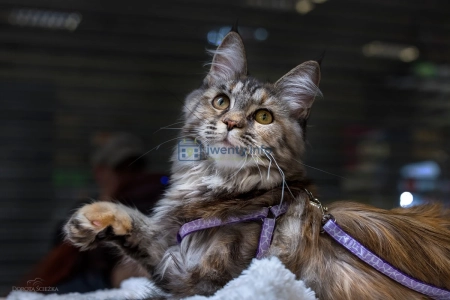 Czworonogi w roli głównej – rasowe koty, psi bohaterowie i inne atrakcje w Galerii Pomorskiej