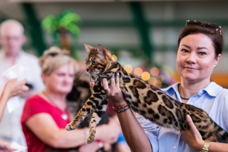 Czworonogi w roli głównej – rasowe koty, psi bohaterowie i inne atrakcje w Galerii Pomorskiej