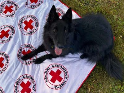 Czworonogi w roli głównej – rasowe koty, psi bohaterowie i inne atrakcje w Galerii Pomorskiej